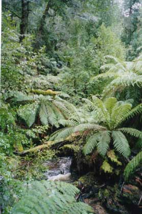 Central Highlands
